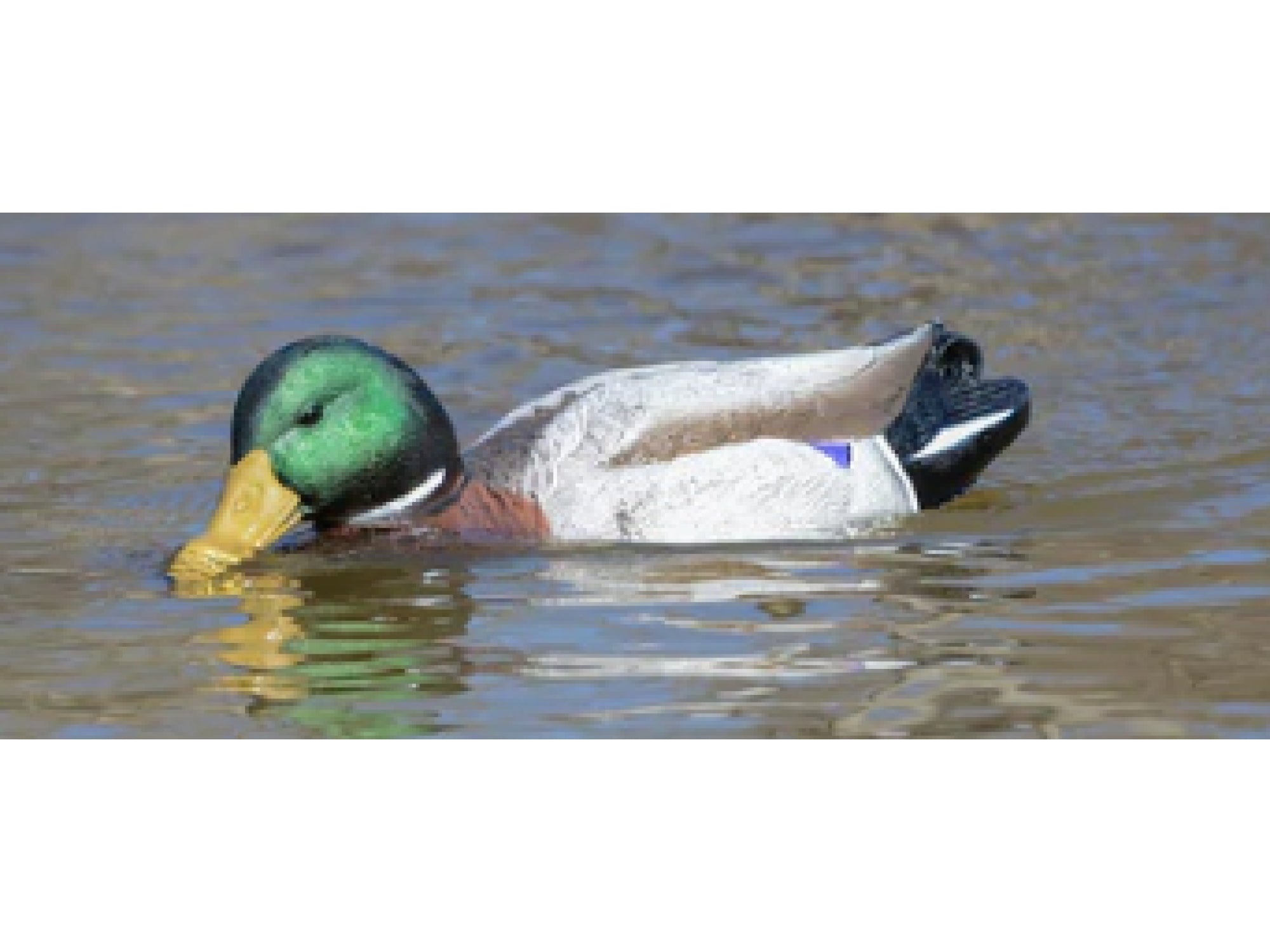 Higdon Pro Swimmer Mallard Drake Decoy