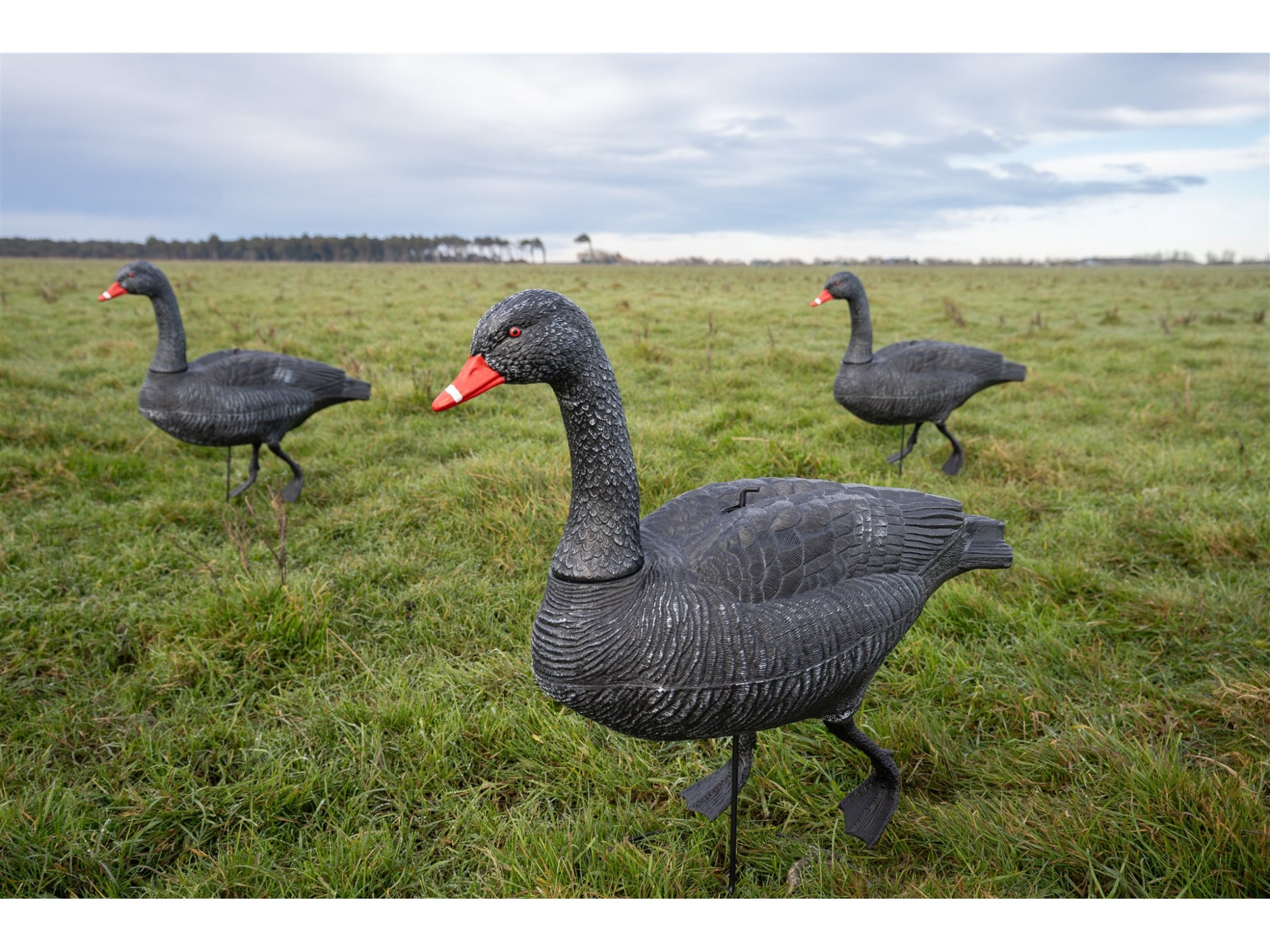 Game On Full Body Field Black Swan 6 Pack