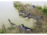 Game On Canadian Geese 2D Silhouette Decoys x12