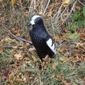 Outdoor Outfitters Magpie Full Body Decoy 43cm