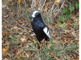 Outdoor Outfitters Magpie Full Body Decoy 43cm