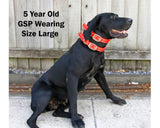 Manitoba Pig Dog Hunting Lightweight Rip Collar
